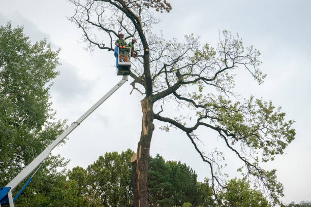 How Our Tree Care Process Works  in  St Albans, WV