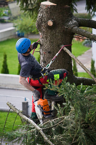 Mulching Services in St Albans, WV